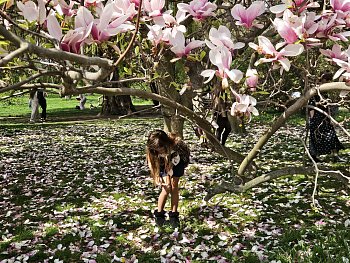 Ztracená v magnoliích