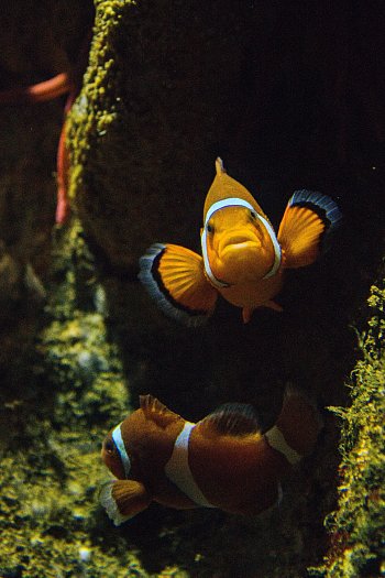 Vítá vás Nemo