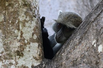Monkey