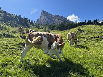 Dancing cow