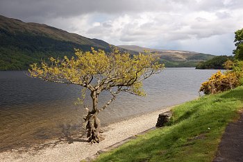 Na břehu Loch Lomond
