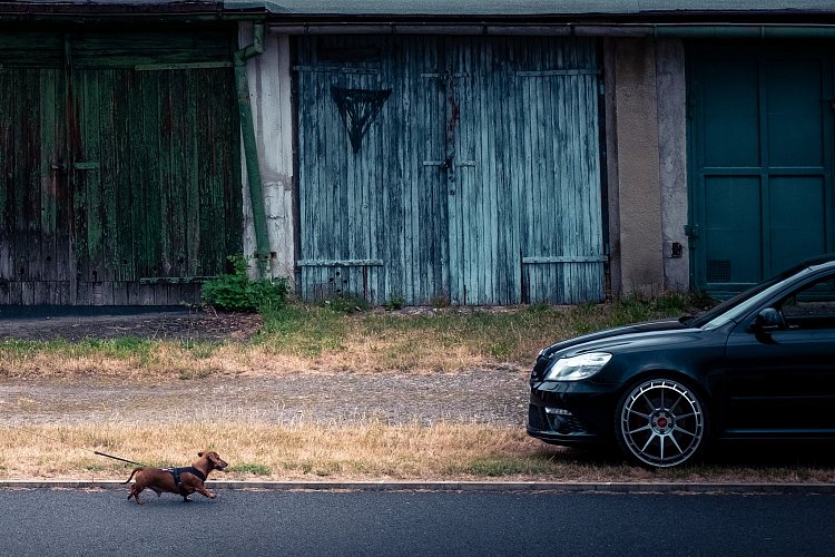Jezevčík a auto