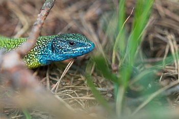 ještěrka zelená - kluk