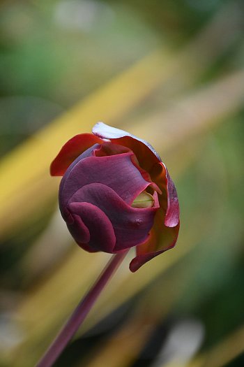 Po jídle, odpočinek. Masožravka