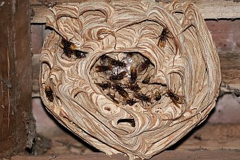 Stavba sršního hnízda