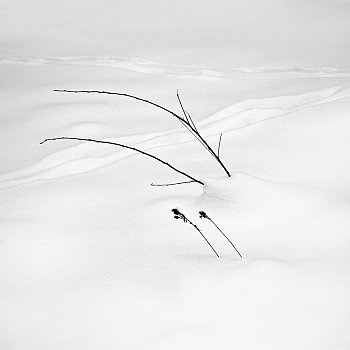 Kaligrafie na sněhu