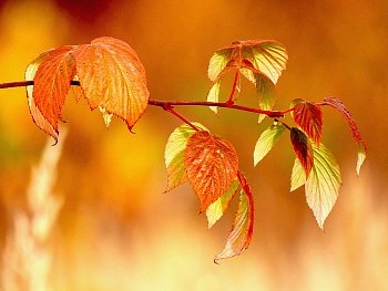 Podzimní něžnosti