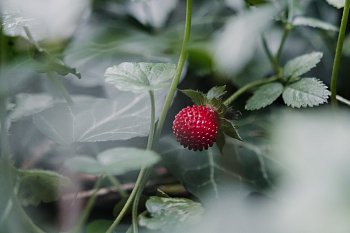 Divoká jahůdka strašnická