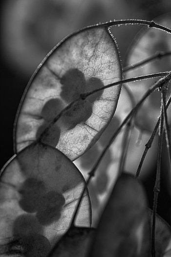 Mezi světlem a stínem