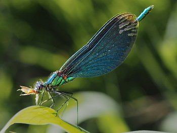 Motýlice obecná (Calopteryx virgo)