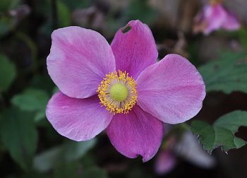 Anemone hupehensis