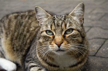 Pouliční modelka z Litovle