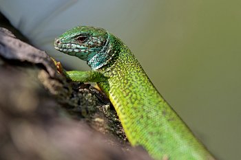 Okamžik před útěkem