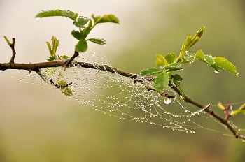 Pavučinka na ještě nerozkvetlém šípku