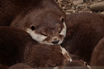 Rodinná sounáležitost