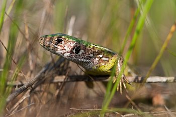 Ještěrka zelená - holka