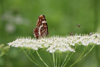 Bršlice a její obyvatelé