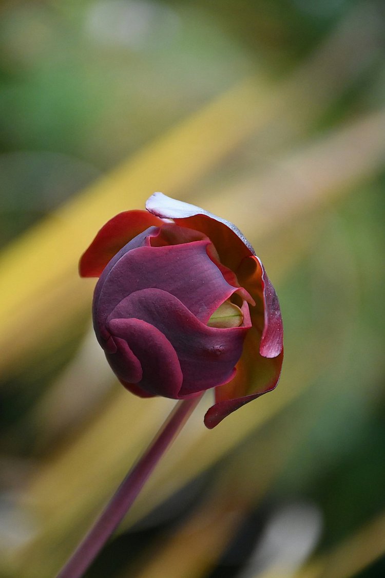 Po jídle, odpočinek. Masožravka