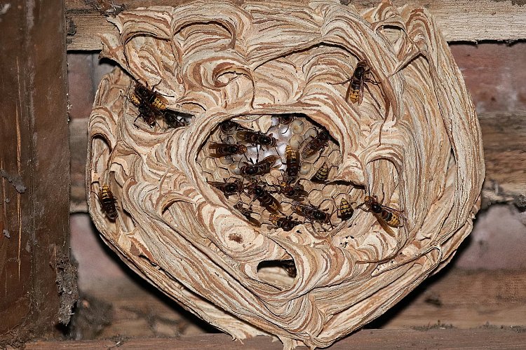 Stavba sršního hnízda