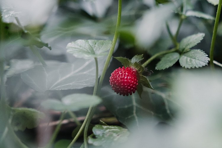 Divoká jahůdka strašnická