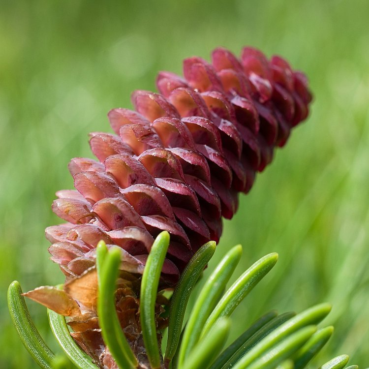 Jarní smrková šištice