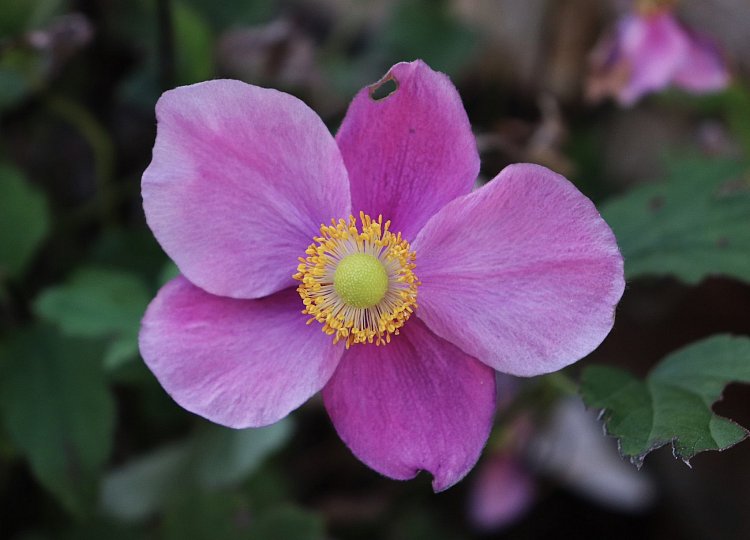 Anemone hupehensis