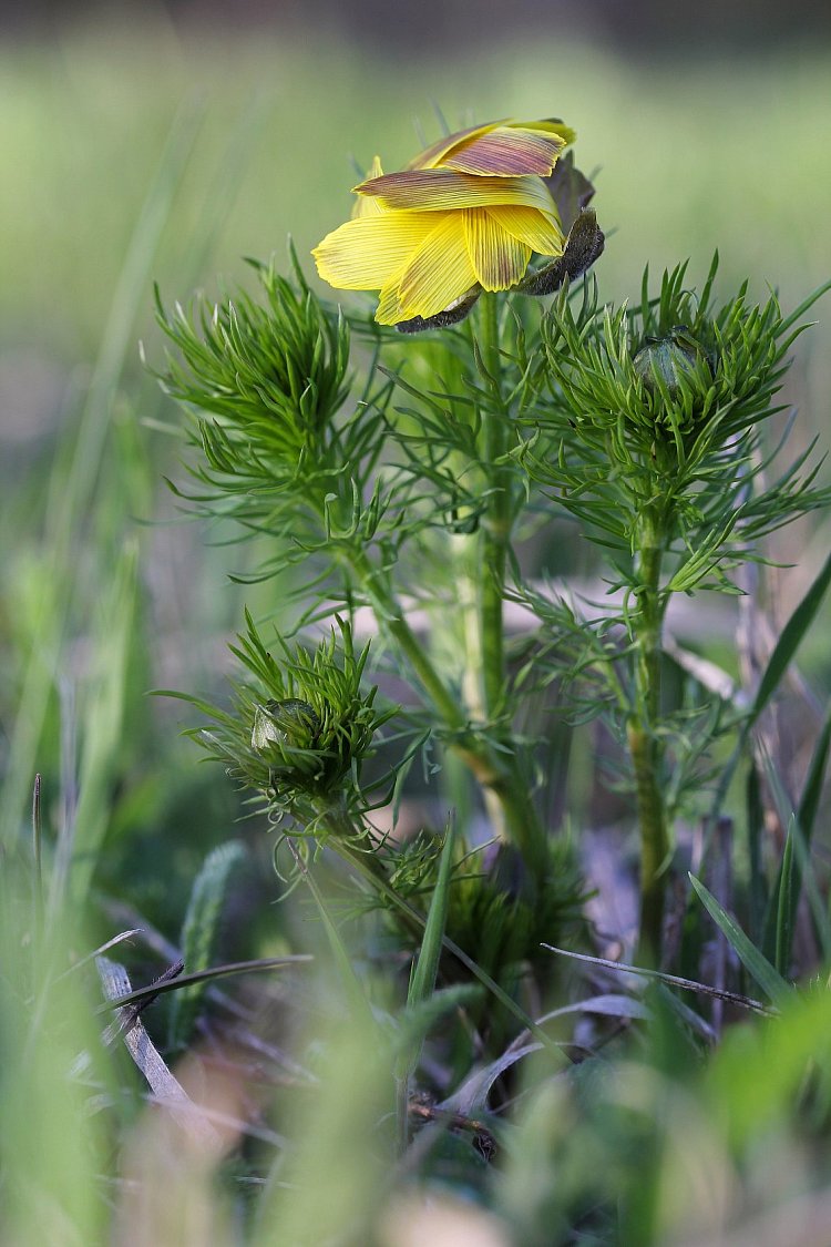 Schovaná před větrem