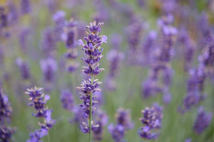 Ty jsi má, levandulová