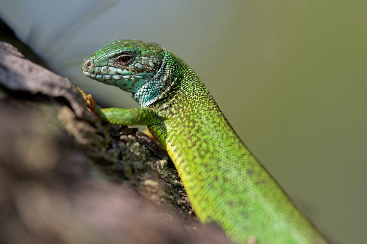 Okamžik před útěkem