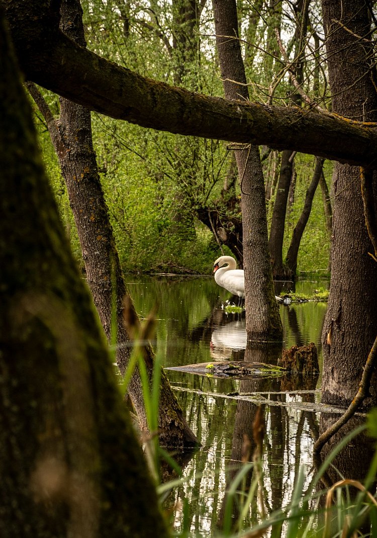 Co se skrývá v lese?