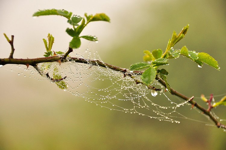 Pavučinka na ještě nerozkvetlém šípku