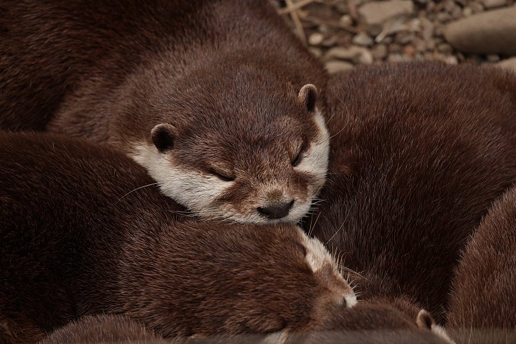 Rodinná sounáležitost