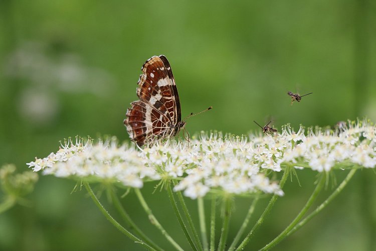Bršlice a její obyvatelé
