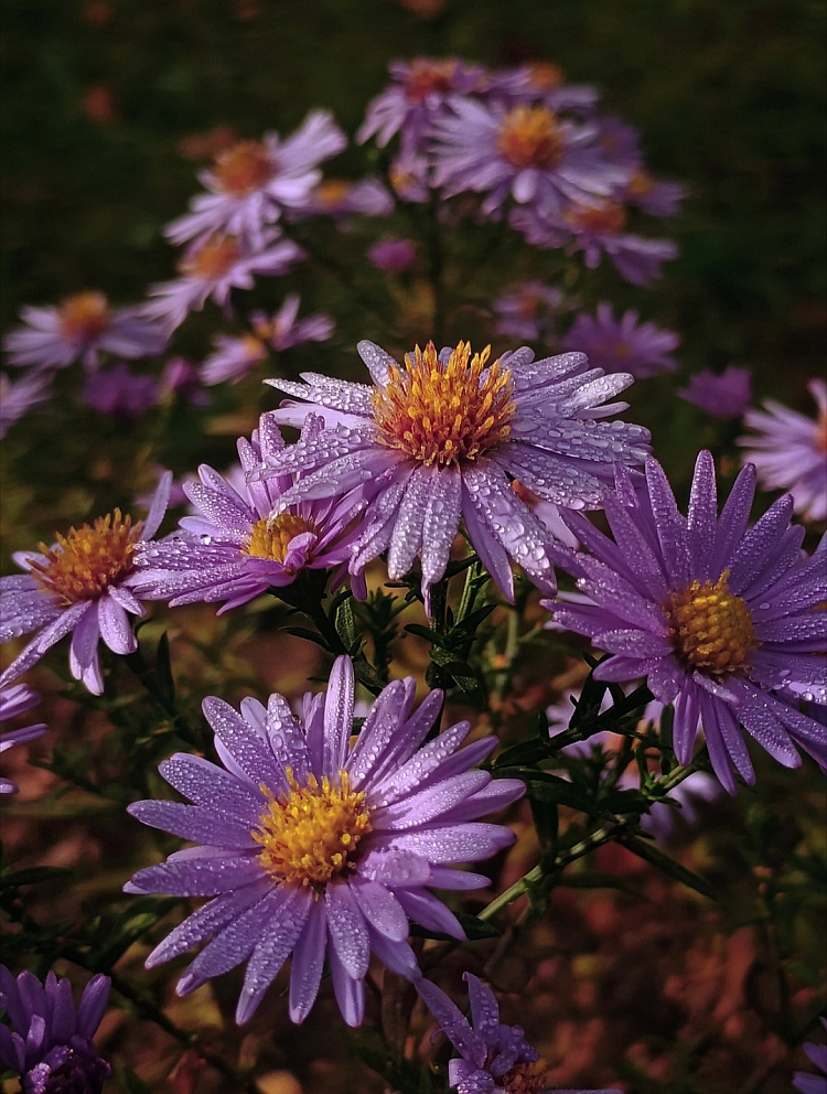 Aster