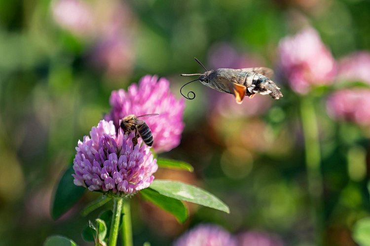 Dlouhozobka svízelová