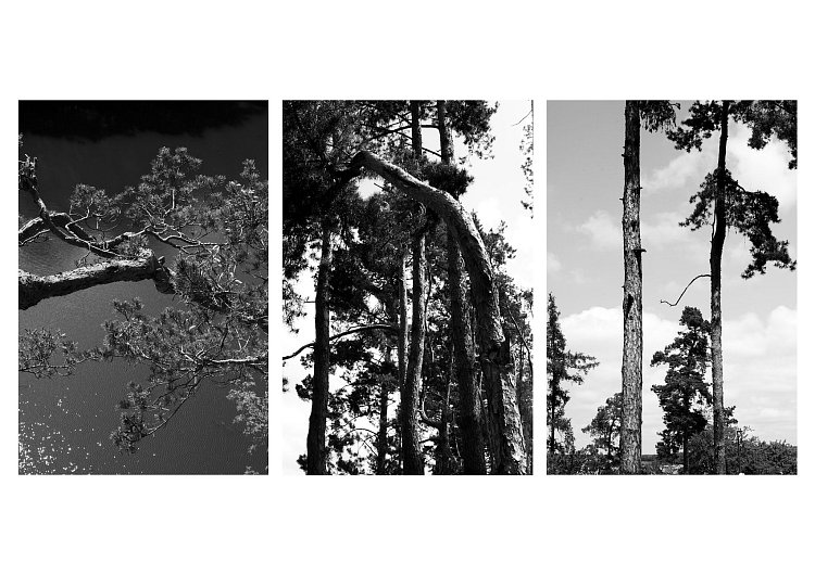 Triptych stromů