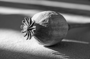 Makovice a pruhovaný stín