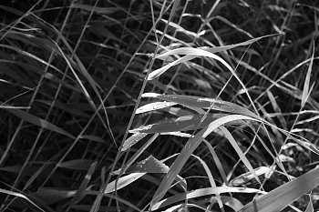 Ještě než rosa vyschne