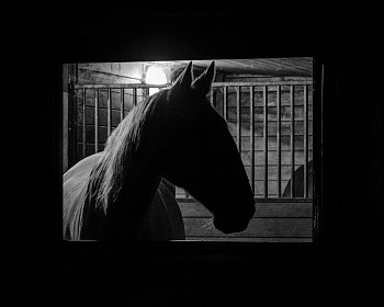 Když jdou koně spát