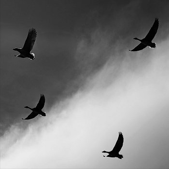 Fly High