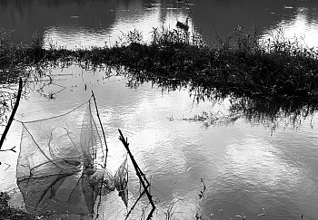 Co se chytí v síti