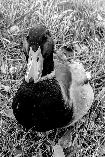 Až moc přítulný kačer