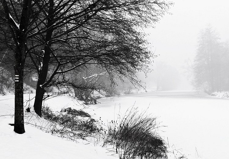 Zimní mlhavé ráno u Sázavy.