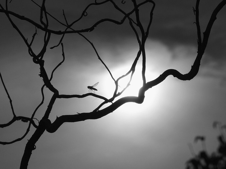 ... sedla na špičku ...