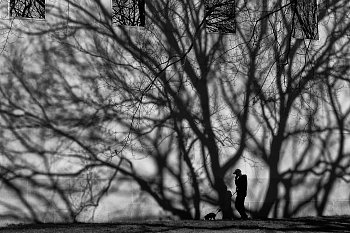 Venčení ve stromech