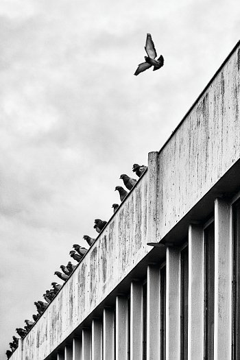 Velitel holubí letky.