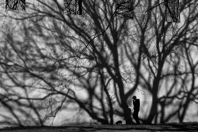 Venčení ve stromech