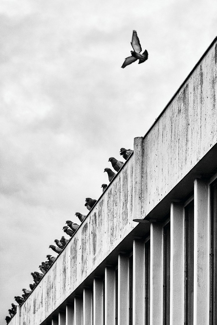 Velitel holubí letky.