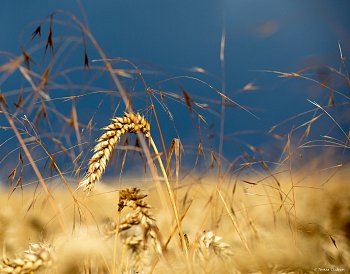 chléb náš vezdejší