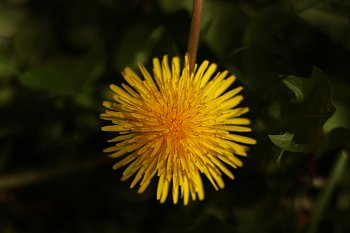 Symetrie